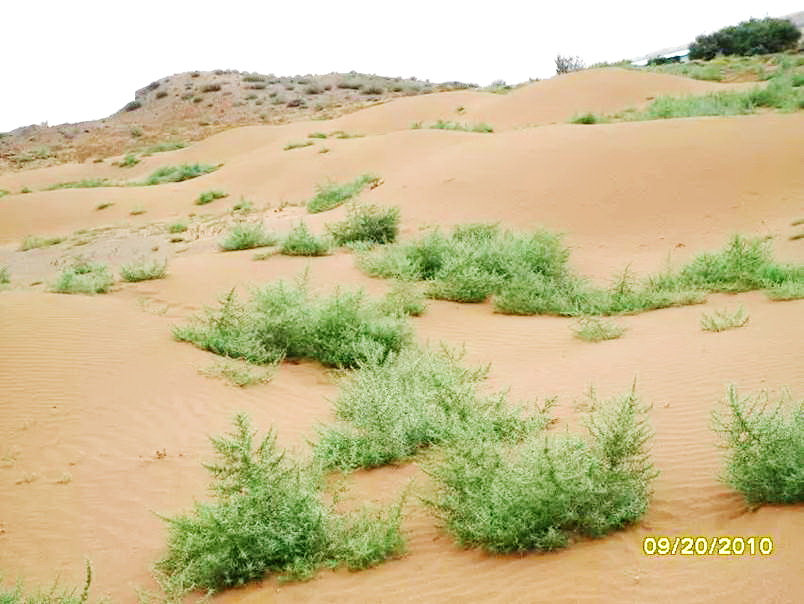 沙蓬特異葉片結(jié)構與表皮毛水分調(diào)控作用研究獲進展